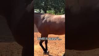 She went in the tack room after this 🤦‍♀️ 😂 topwindranch showfail ranchversatility baygelding [upl. by Athelstan858]