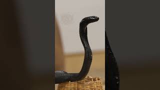 Spitting Cobra available for sales at a price of Rs 5L Interested people contact 6379241211 [upl. by Komsa25]