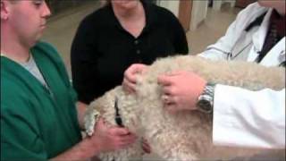 How to give a pet injections [upl. by Kirad]