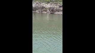 WATCH  Alligator spotted in Stillhouse Hollow Lake [upl. by Phillie]