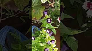 Torenia Ko Kitni Dhoop De October Me Lagaye Toreniaytshort blueflowers plantcare terracegarden [upl. by Hajan]