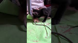 Mouse hunt by kitten  6 week kitten youtube youtubeshorts cat catlover mouse [upl. by Atoiyanap]