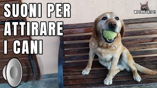 Cane che abbaia  Suoni per attrarre cani  Prod By quotA Quattro Zampequot [upl. by Ahseem]