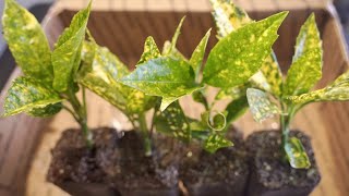 Aucuba Japonica Gold Dust Ornamental Foundation Plant for Japanese Gardens March 2021 4K ASMR [upl. by Ilac]