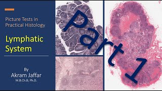 Picture tests in practical histology of lymphatic tissue part 1 [upl. by Erodroeht]