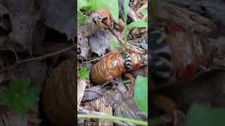 Watch The Amazing Periodical Cicada Emergence insects [upl. by Forlini]