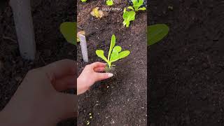 Hochbeet für jeden Balkon 🌱 planting balcony [upl. by Dosia]