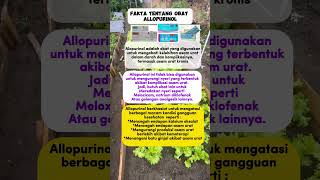 Fakta allopurinolasamurat youtubeshorts shortvideo obat yuoutubeshorts viralvideo game [upl. by Alliuqahs]