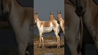 Curiosidades fascinantes sobre el Equus hemionus Asno Salvaje [upl. by Sandye]