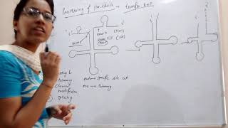 Processing of pre tRNA [upl. by Carmine490]