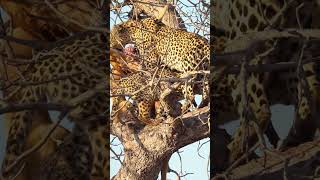 Leopard cub scales huge tree Incredible sighting [upl. by Lamaaj]