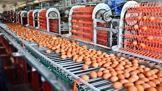 COMO se PRODUCEN 100000 MILLONES de HUEVOS de GALLINA anualmente en Estados Unidos🥚 [upl. by Kaleb]