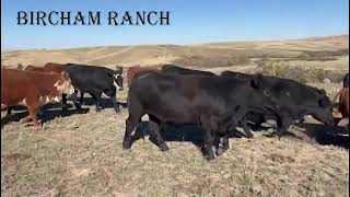 BIRCHAM RANCH Open Heifers [upl. by Llewon]