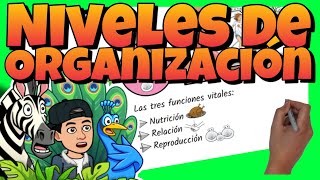 🔬 NIVELES de ORGANIZACIÓN de los SERES VIVOS para NIÑOS 🦠 Células tejidos sistemas y aparatos [upl. by Rainger]