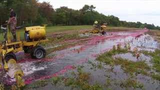 The Life Cycle of a Cranberry Harvest [upl. by Susy670]