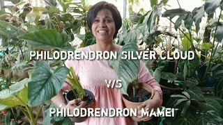 Philodrendron Silver Cloud Vs Philodrendron Mamei 5 differences 😊 [upl. by Fisken]