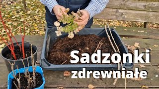 Sadzonki zdrewniałe Rozmnażanie krzewów przez sadzonki zdrewniałe [upl. by Gombach]