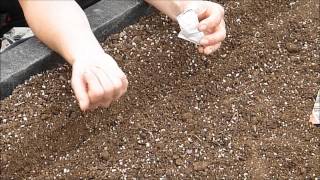 How to grow Carrots from seed [upl. by Henriha]