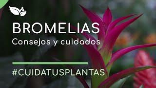 Bromelias consejos y cuidados [upl. by Eresed]