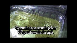 Germinarea în apă a semințelor de paulownia  Plantarea semințelor germinate în pământ [upl. by Nnairrehs300]