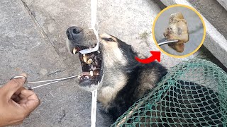 A stray dog with a bone stuck in its mouth is saved by rescuers [upl. by Redienhcs]