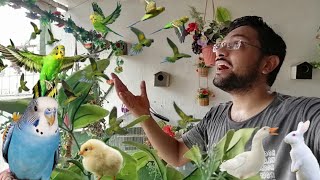 Budgies Parrots Ny Breeding Box hi Full Kardiya Itny Sary Chicks Agaye 😱 [upl. by Gertrudis]