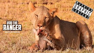 Warthog Snack For Lions  Buffalo Springs  Zebra Plains On Tour [upl. by Sallyann358]