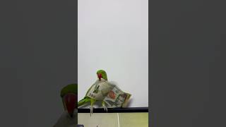 birds forpuscoelestis parrot forpus papagal indiaringneck funny animals funnyanimals [upl. by Azilem]