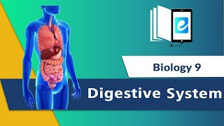 quotDigestive Systemquot Digestion  How digestive system works  OESOPHAGUS AND STOMACH [upl. by Ranite]