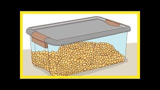 How to Malt Corn [upl. by Ayrb]