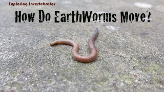 Exploring Invertebrates  How Do Earthworms Move [upl. by Llertram]