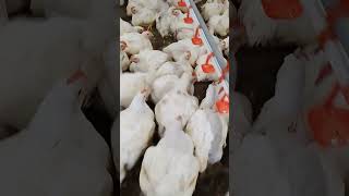 41 days old 💯 chicken poultry animalhusbandry farming birds poultryprocessing poultryfarming [upl. by Ennairek681]