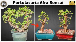 Portulacaria Afra Bonsai [upl. by Marra]