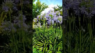 Agapanthus agapanthus gardentour 花 spring 百子蓮 [upl. by Eastlake505]