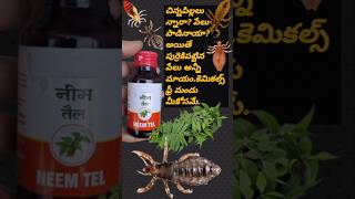 పేల మందు Natural chemical free louse oilఈ మందుతో పేలు చిటికెలో మాయం  పేలు దురదshortstrending [upl. by Ihcas]