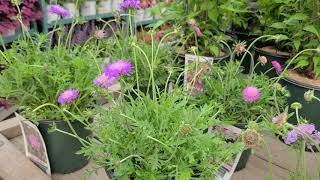 Scabiosa Butterfly Blue  Pink Mist Pincushion Flower  Pretty LONG BLOOMING Perennials [upl. by Nerland]