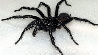 Sydney Funnel Web Spider  Aggressive Extremely Deadly amp Beautiful [upl. by Ariec]