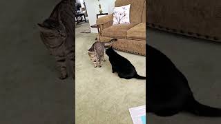 Cat attack Big boy gets his revenge [upl. by Ynoyrb]