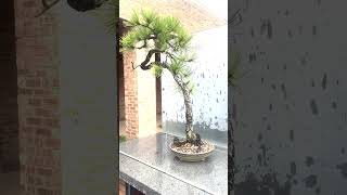 pinus ponderosa bonsai [upl. by Wilber]