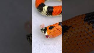 Tricolor Hognose Snake swallowing food nature wildlife tricolor snake reptile hognose HA20801 [upl. by Eedia]