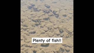 SWIM with FISH shorts fyp viralvideo trending [upl. by Sven924]