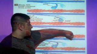 Myosin CrossBridge Cycle [upl. by Almeeta]