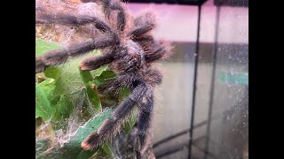 Avicularia avicularia  The Common Pink Toe Pairing [upl. by Ihsir]