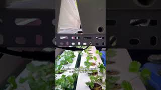 How to Grow Strawberries indoor [upl. by Ignace]