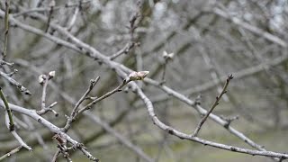 Does this stretch of wet weather spell trouble for almond growers Not necessarily [upl. by Taran]