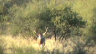 Mule Deer Sonora Desert January 2012 [upl. by Ynahpets]