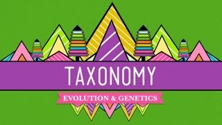 Taxonomy Lifes Filing System  Crash Course Biology 19 [upl. by Nauqes323]