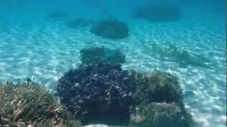 Snorkeling à Bora Bora  Polynésie [upl. by Malone]