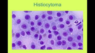 Neoplasia Cytology VETERINARY TECHNICIAN EDUCATIONAL VIDEO [upl. by Enelyak706]