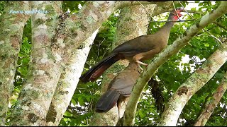 NATURE SINGERS CHACO CHACHALACA sounds ORTALIS CANICOLLIS ARACUÃDOPANTANAL Wild birds free [upl. by Lapointe]